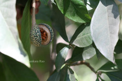 Tabernaemontana pachysiphon